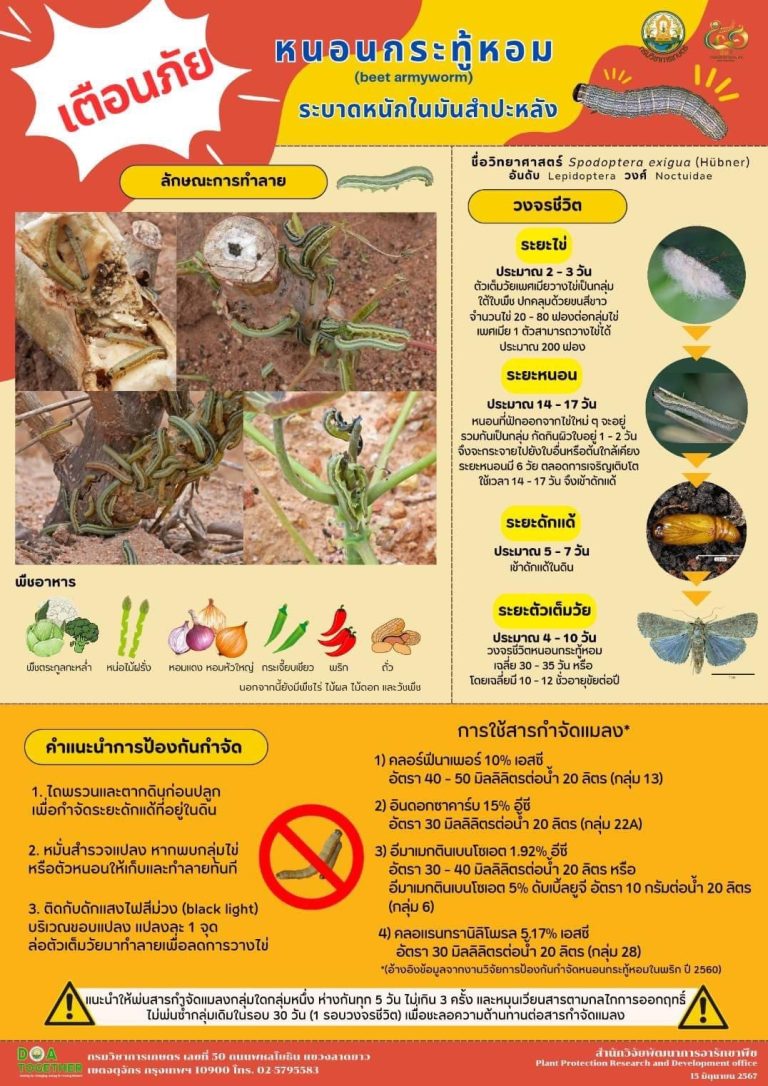 คำแนนำการป้องกันกำจัดหนอนกระทู้หอมในมัน