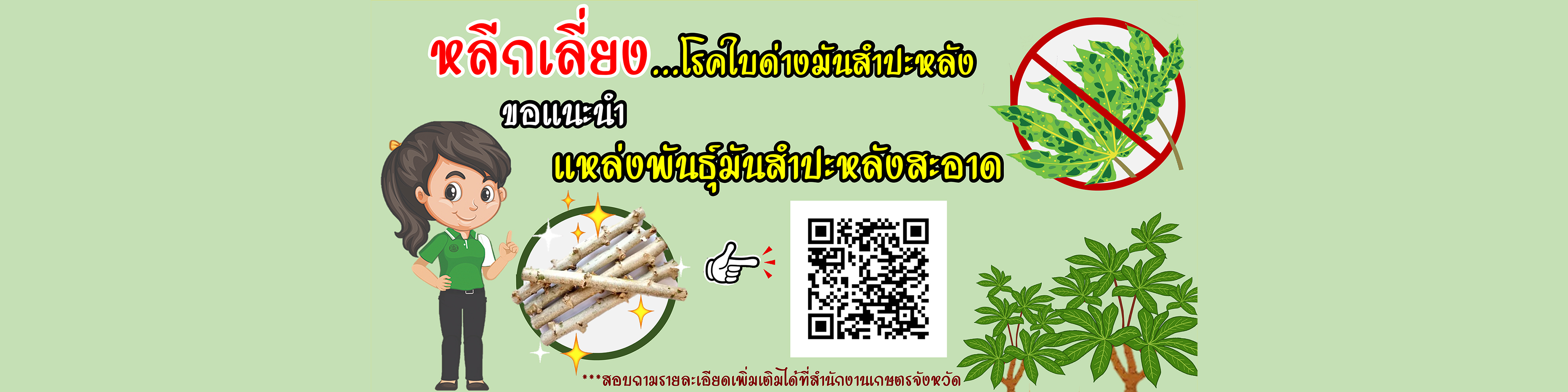 slide_โรคใบด่างมันสำปะหลัง