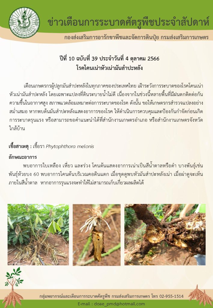 โรคโคนเน่าหัวเน่ามันสำปะหลัง