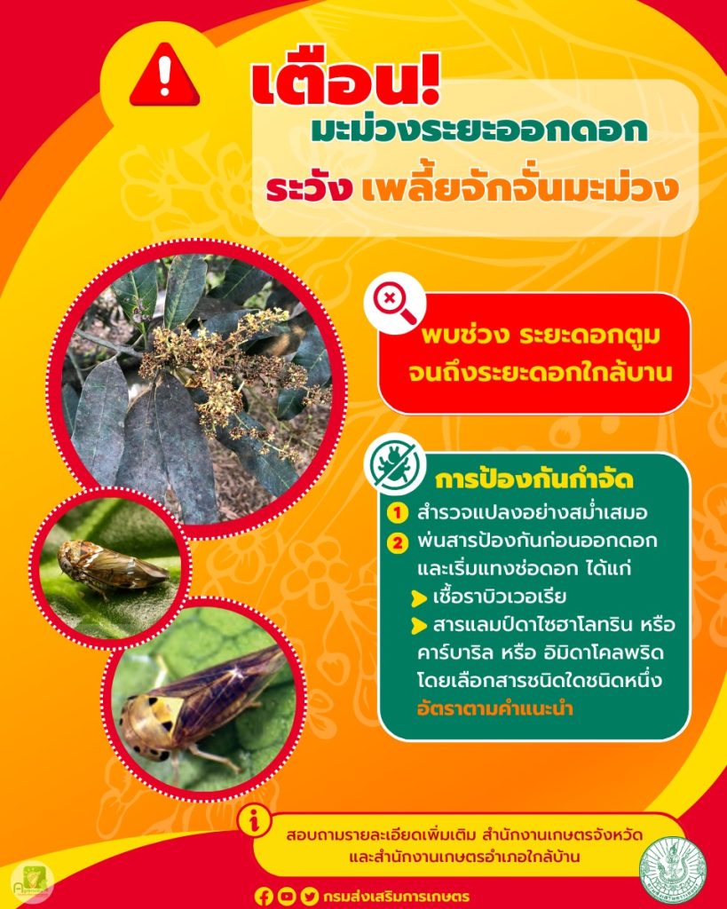 เพลี้ยจักจั่นมะม่วง